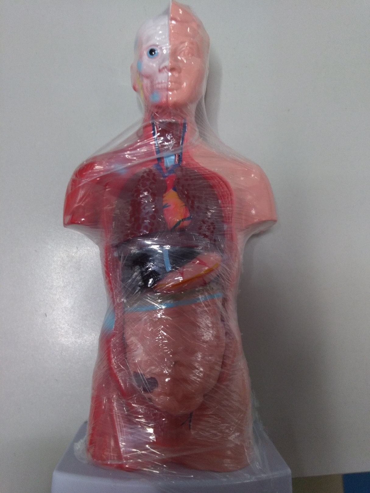 Манекен для тренировок (Анатомическая модель «Тело человека»)